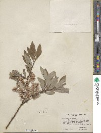 Salix bebbiana var. perrostrata image