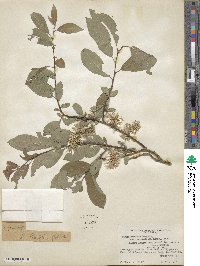 Salix bebbiana image