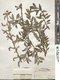 Salix bebbiana var. perrostrata image