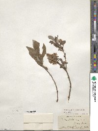 Salix bebbiana var. perrostrata image