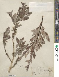 Salix bebbiana image