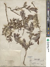 Salix bebbiana var. perrostrata image