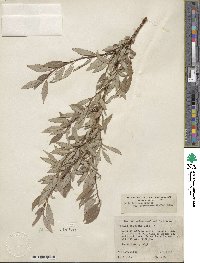 Salix bebbiana var. perrostrata image