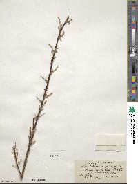 Salix bebbiana image