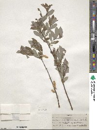 Salix bebbiana image