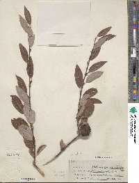 Salix bebbiana var. perrostrata image