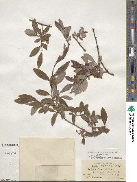 Salix bebbiana image