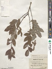 Salix bebbiana var. perrostrata image