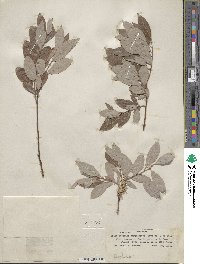 Salix bebbiana var. perrostrata image