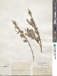 Salix bebbiana image