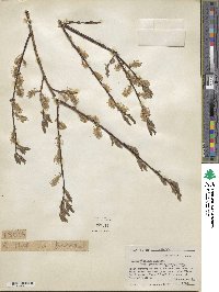 Salix bebbiana image