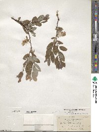 Salix bebbiana var. perrostrata image