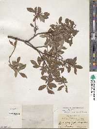 Salix bebbiana var. perrostrata image