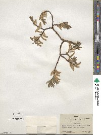 Salix bebbiana var. perrostrata image