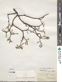 Salix bebbiana image