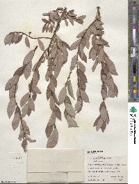 Salix bebbiana image