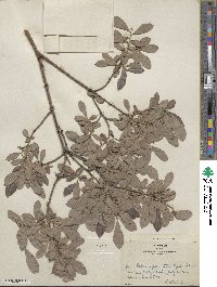 Salix bebbiana var. perrostrata image