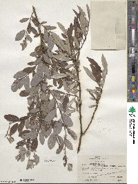 Salix bebbiana var. perrostrata image