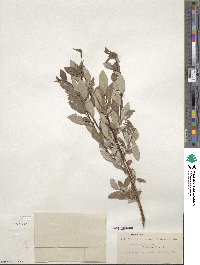 Salix bebbiana image