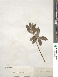 Salix bebbiana var. perrostrata image