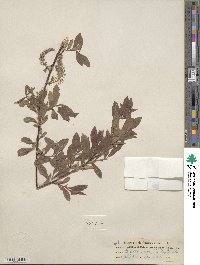 Salix bebbiana image