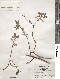 Salix bebbiana image