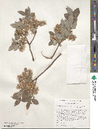 Salix bebbiana image