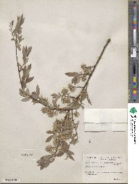 Salix bebbiana image