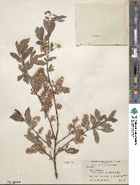 Salix bebbiana var. perrostrata image