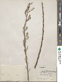 Salix bebbiana image