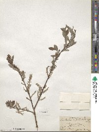 Salix bebbiana image