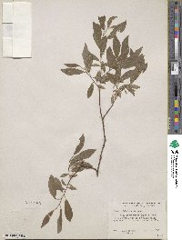 Salix bebbiana var. perrostrata image