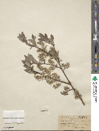 Salix bebbiana image