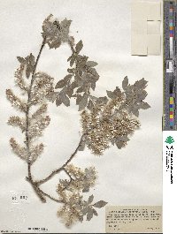 Salix bebbiana image