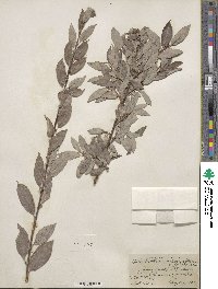 Salix bebbiana image