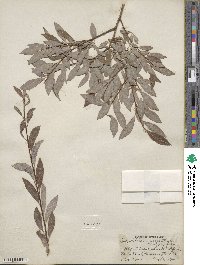 Salix bebbiana var. perrostrata image