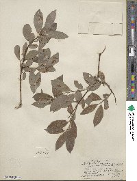 Salix bebbiana var. perrostrata image