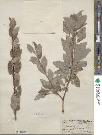 Salix bebbiana image