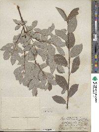 Salix bebbiana image