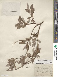 Salix bebbiana image