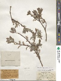 Salix bebbiana image