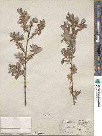 Salix bebbiana var. perrostrata image