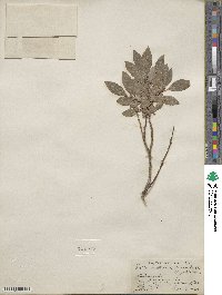 Salix bebbiana image