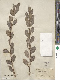 Salix bebbiana var. perrostrata image