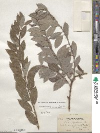 Salix bebbiana var. perrostrata image