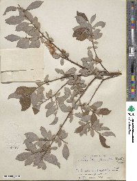 Salix bebbiana var. perrostrata image