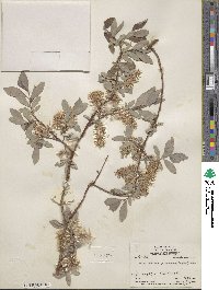 Salix bebbiana image