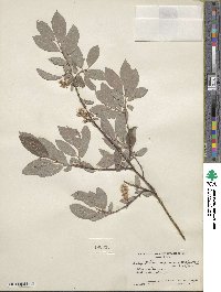 Salix bebbiana var. perrostrata image