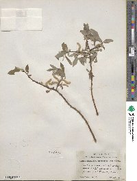 Salix bebbiana var. perrostrata image