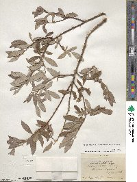 Salix bebbiana image